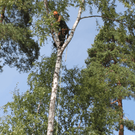 Mann som klatrer i tre med sikring og hjelm